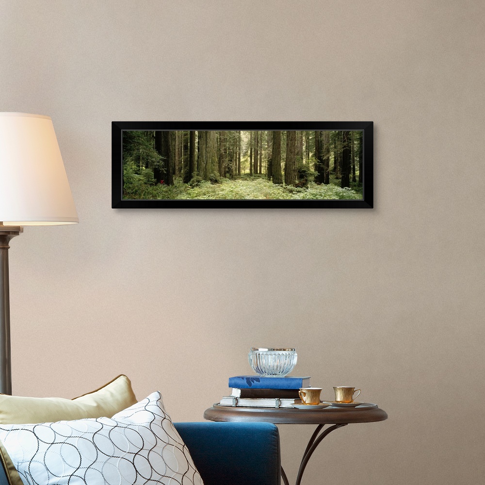trees in Black Framed Wall Art Print Redwood Sequoia sempervirens Tree Home