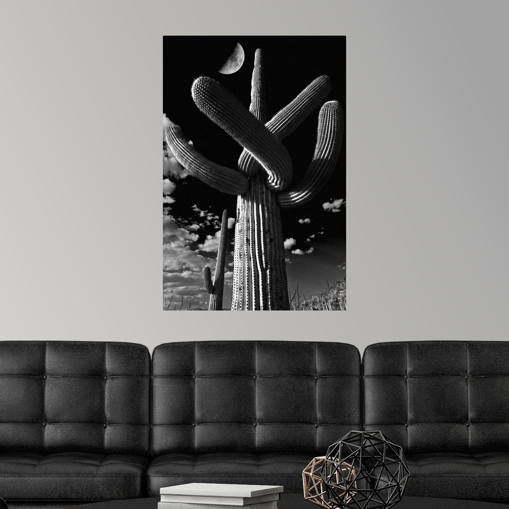 Poster Art Print Low angle view of a Saguaro cactus Home Decor