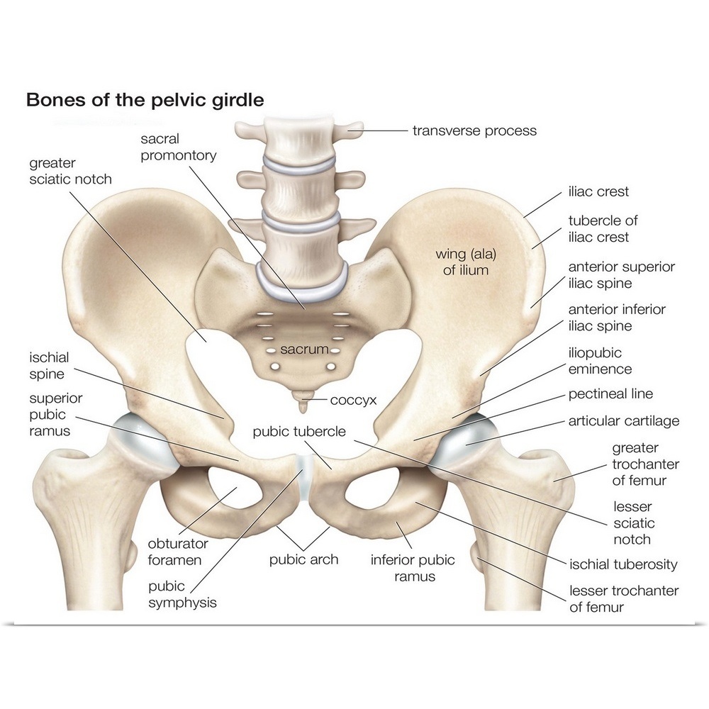 https://cdn-airs-batch.art-api.com/ac/?image=GBC-IMAGES%3A%2F%2Fimages%2Fprint_rolled_posterpaper%2Fjrl-group%2Fbones-of-the-pelvic-girdle-skeletal-system%2C2279860.jpg%3Fmax%3D1000&iw=10&ih=10&maxSize=1000&ppi=100