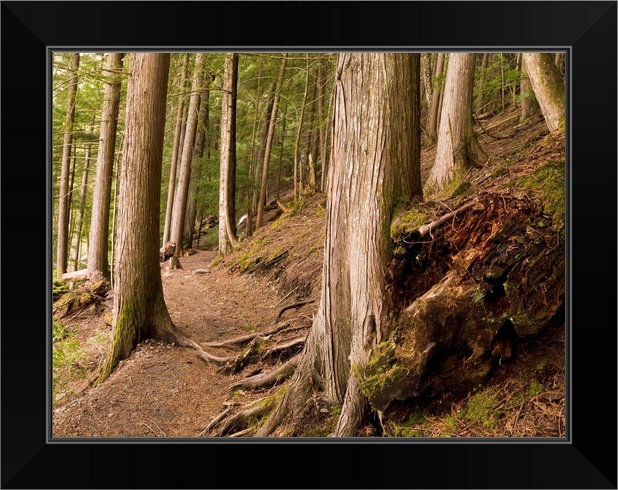Forest Pathway Whistler British Black Framed Wall Art Print Countryside Home
