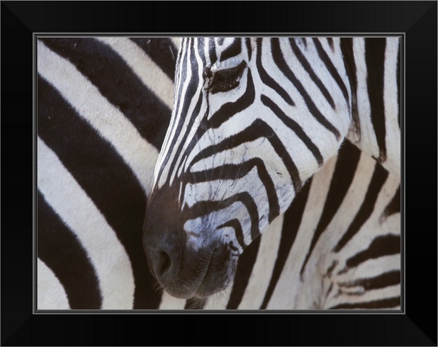 Zebras Face And Mid Body Close Up; Black Framed Wall Art Print Zebra Home