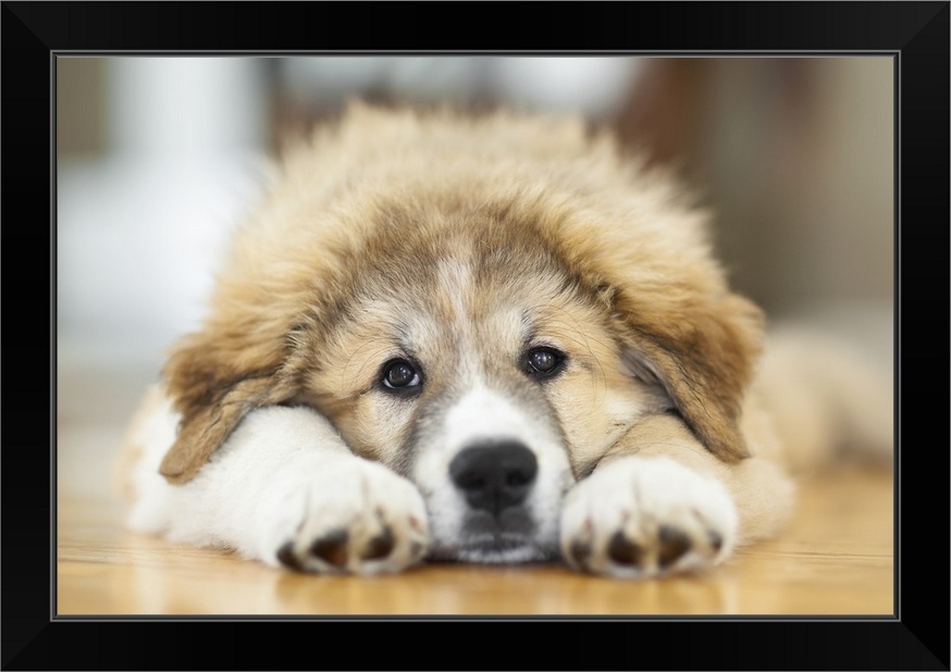 Great Pyrenees Puppy Lying Down Black Framed Wall Art ...