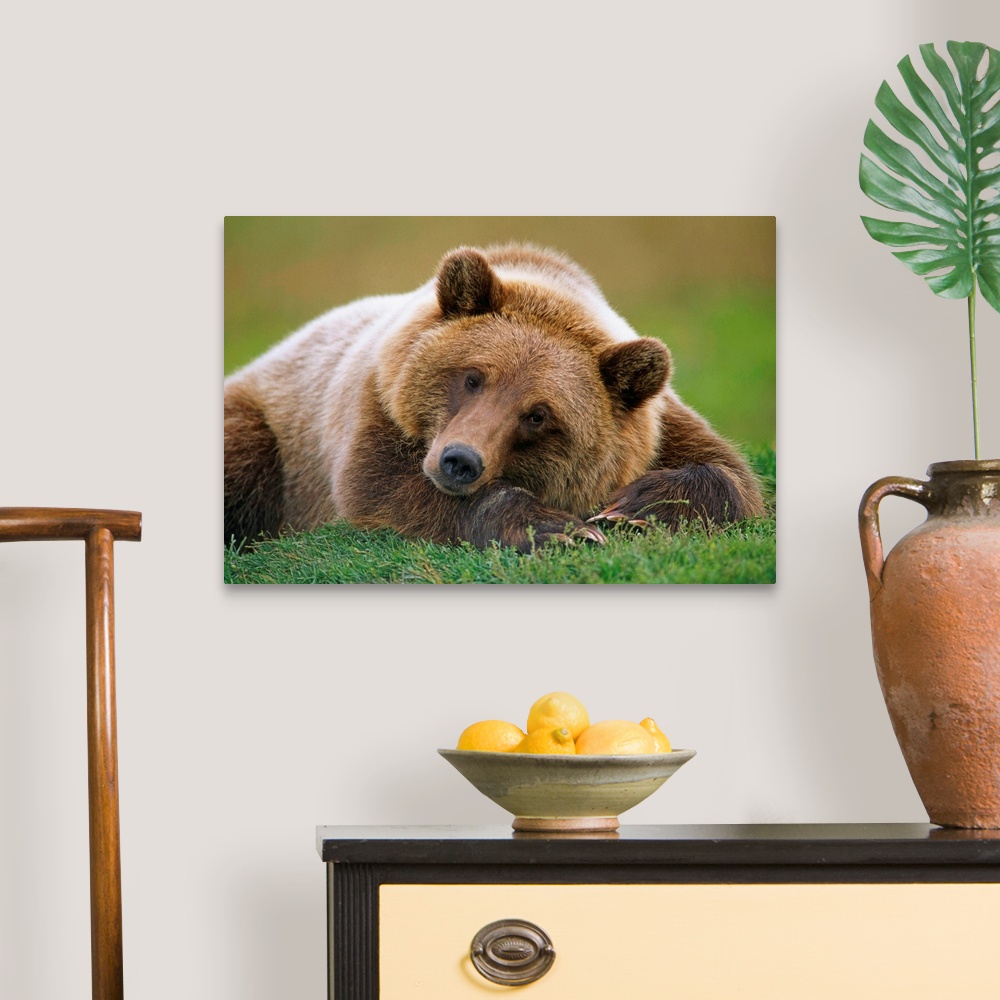 Brown Bear Laying Down Southcentral Alaska Canvas Art Print | eBay