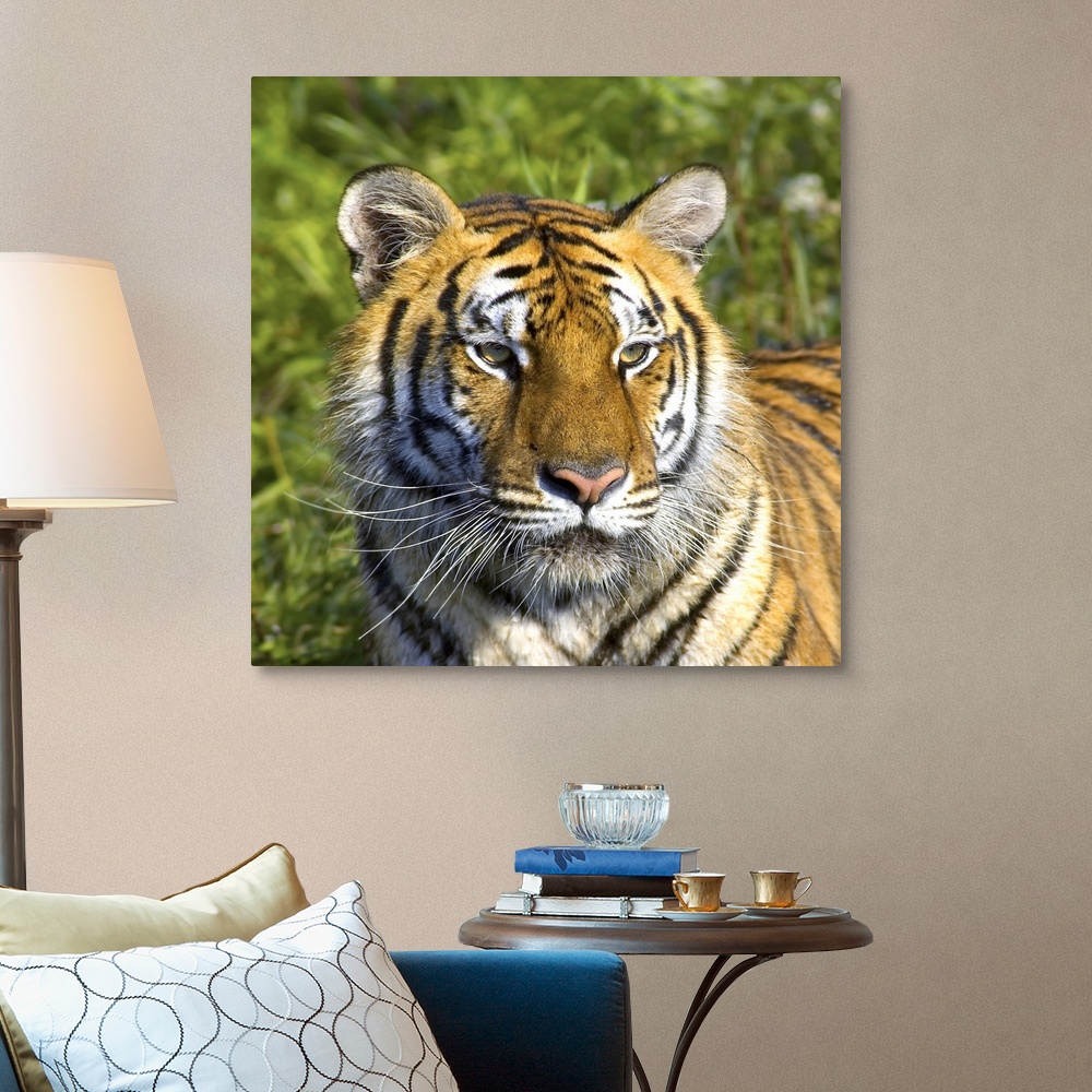 Tigress Canvas Wall Art Print, Tiger Home Decor | eBay