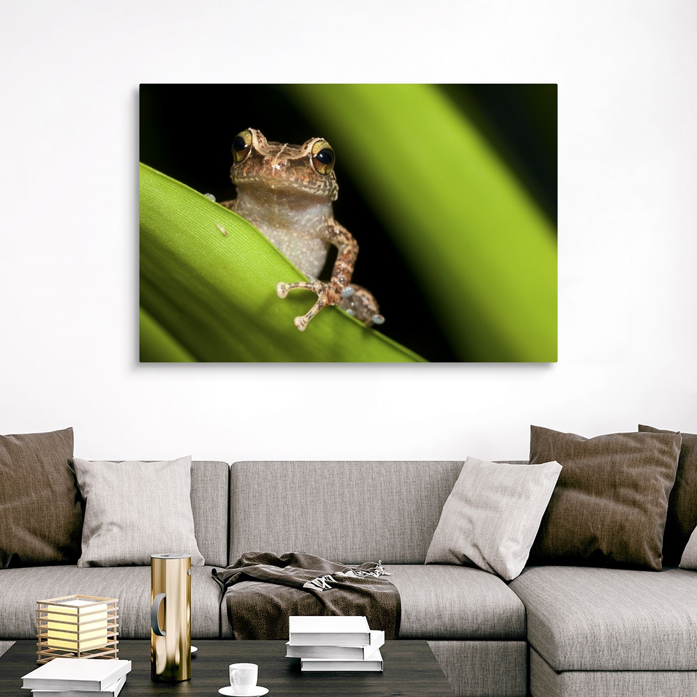 Common coqui, Eleutherodactylus coqui, Canvas Wall Art Print, Frog Home ...