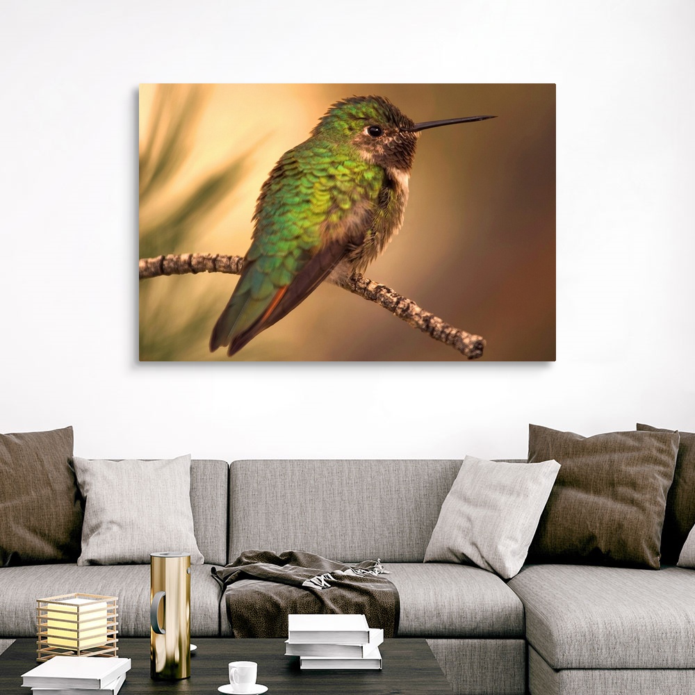 Humming Bird On Branch Canvas Wall Art Print, Hummingbird Home Decor | eBay