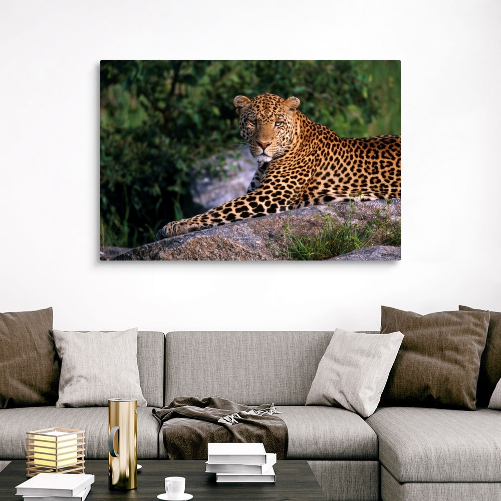 Leopard Laying On Kopje Serengeti National Park Canvas Art Print | eBay