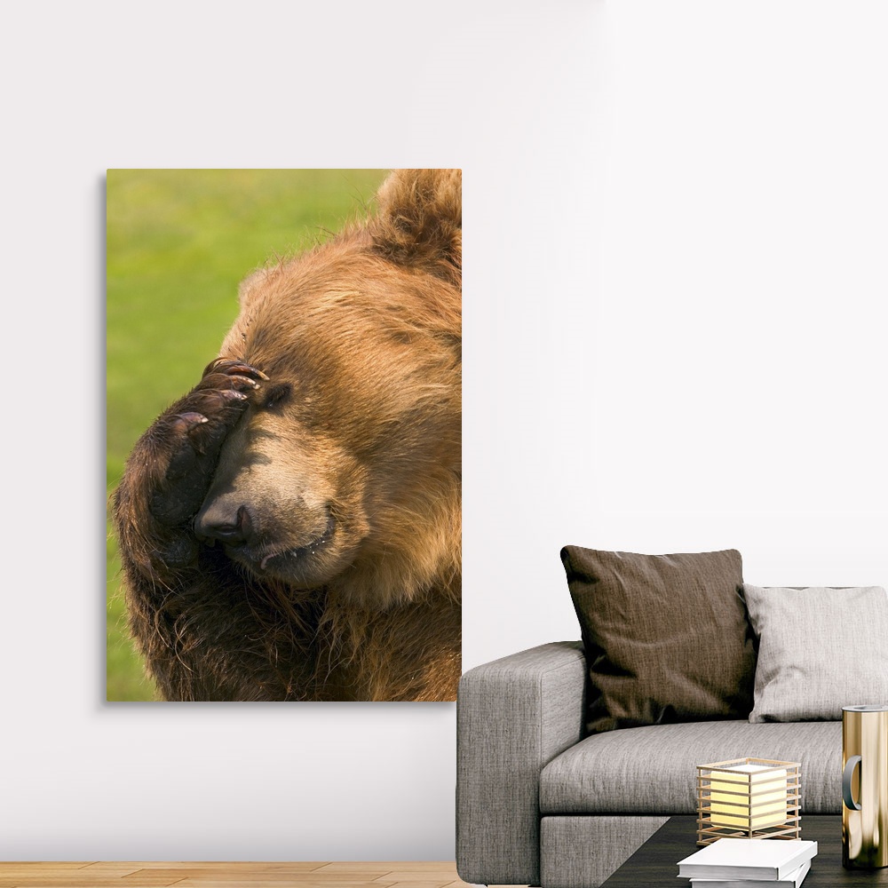 Bear With Paw Over Eye Canvas Art Print | eBay