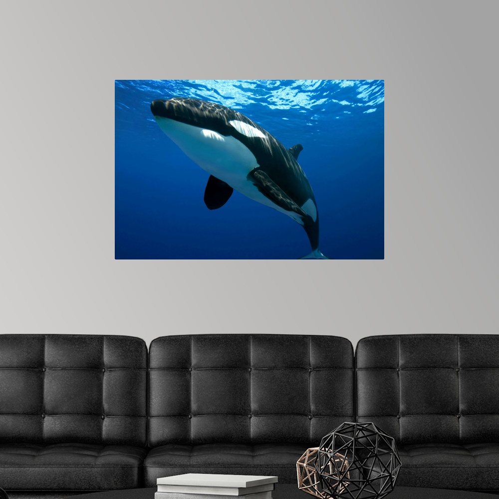 Orca or Killer Whale Poster Print | eBay