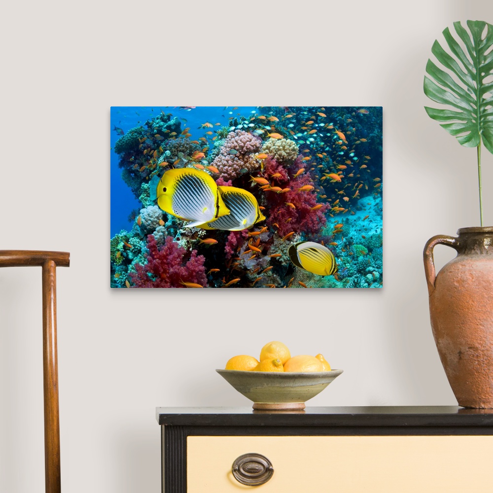 Coral reef scenery with fish Canvas Wall Art Print, Wildlife Home Decor ...
