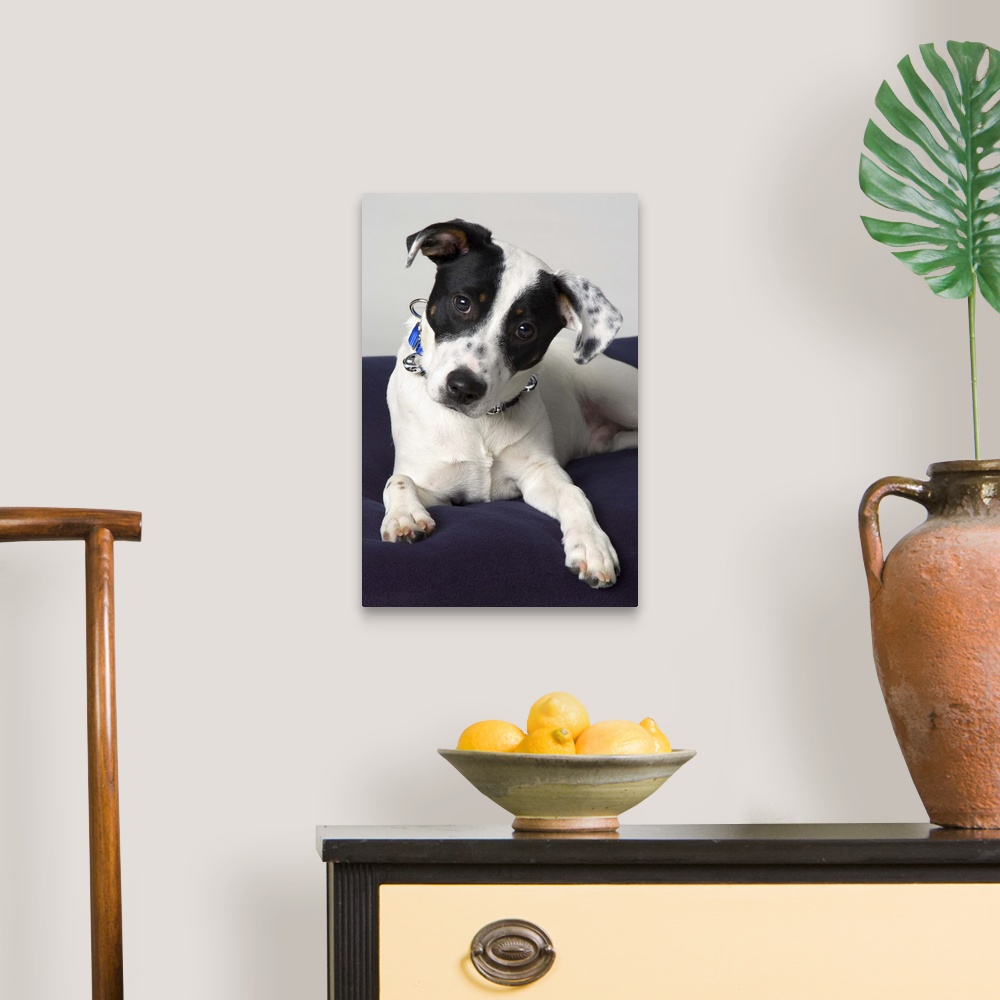 Small Black And White Dog Canvas Wall Art Print, Dog Home