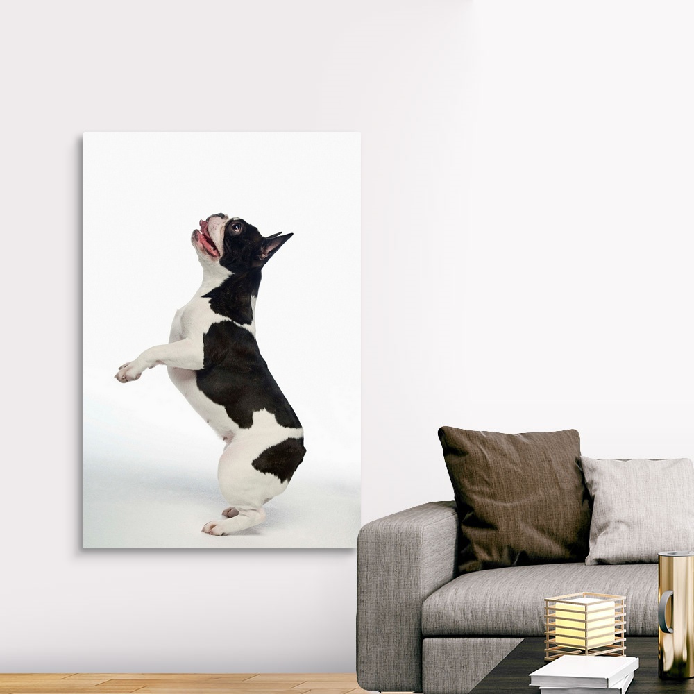 Black And White French Bulldog Standing On Hind Legs