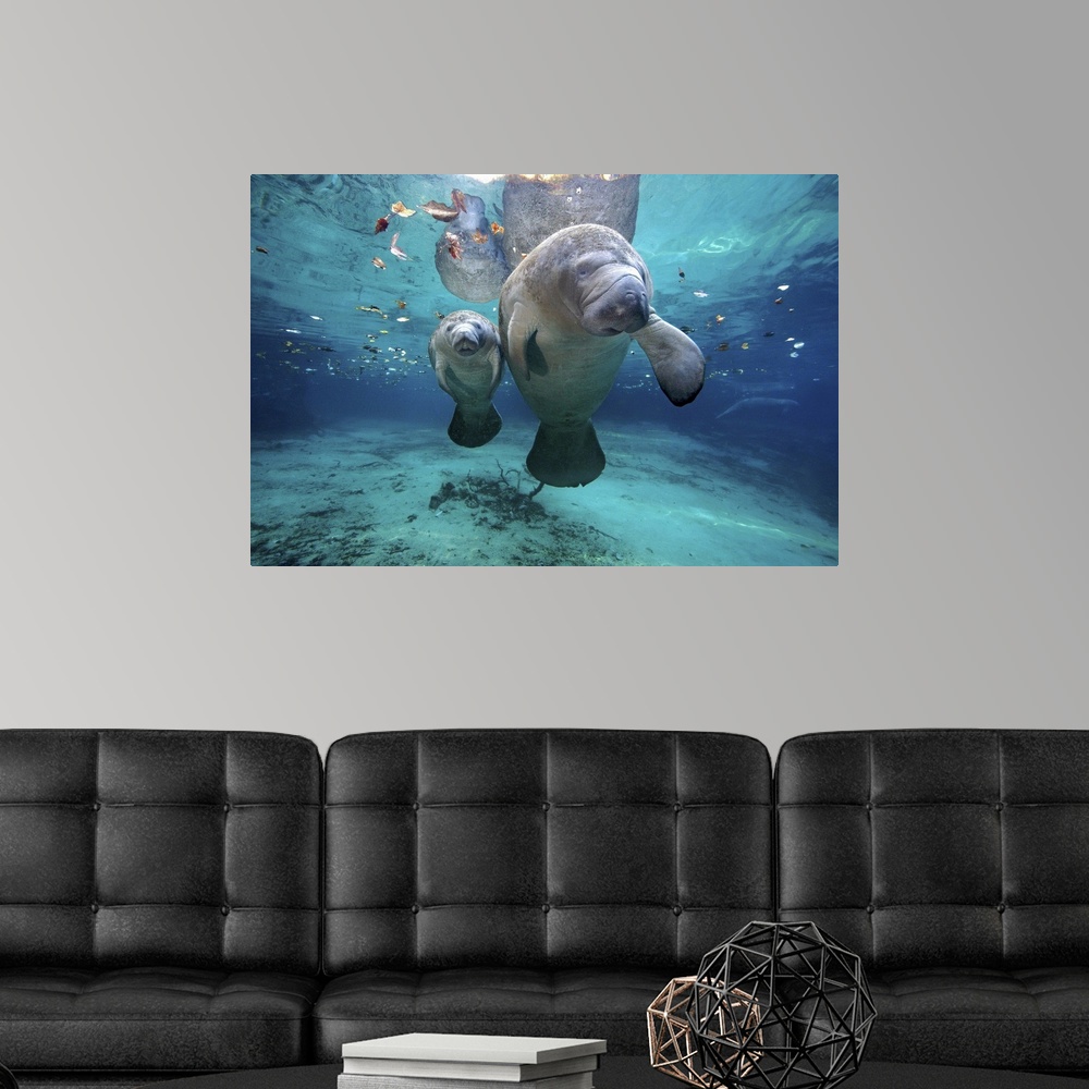 Sea inspired underwater home decor/Turtle decor/art and craft/POP