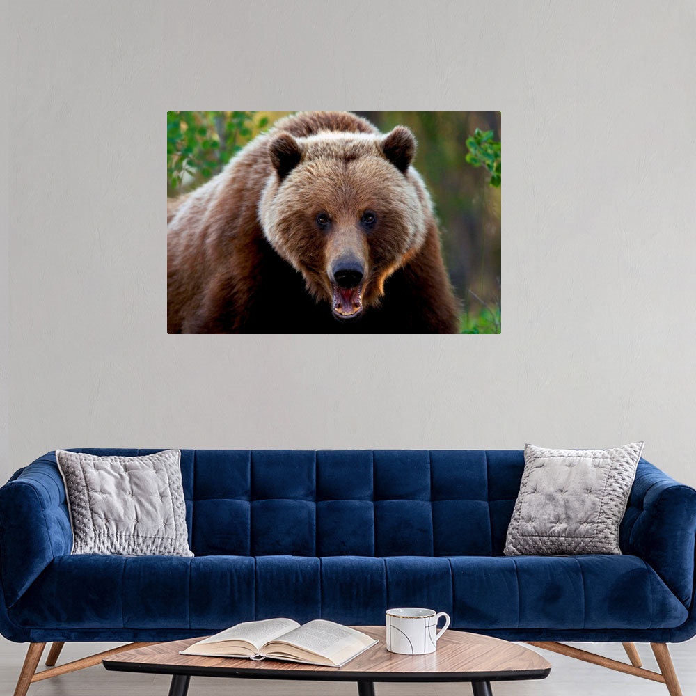 Closeup Of Brown Bear Yukon Territory Poster Art Print, Bear Home Decor ...