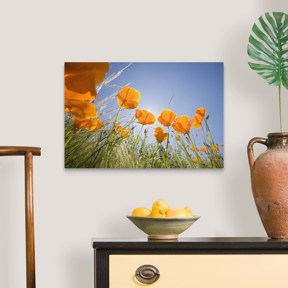 Orange Poppies Canvas Wall Art Print, Countryside Home Decor | eBay