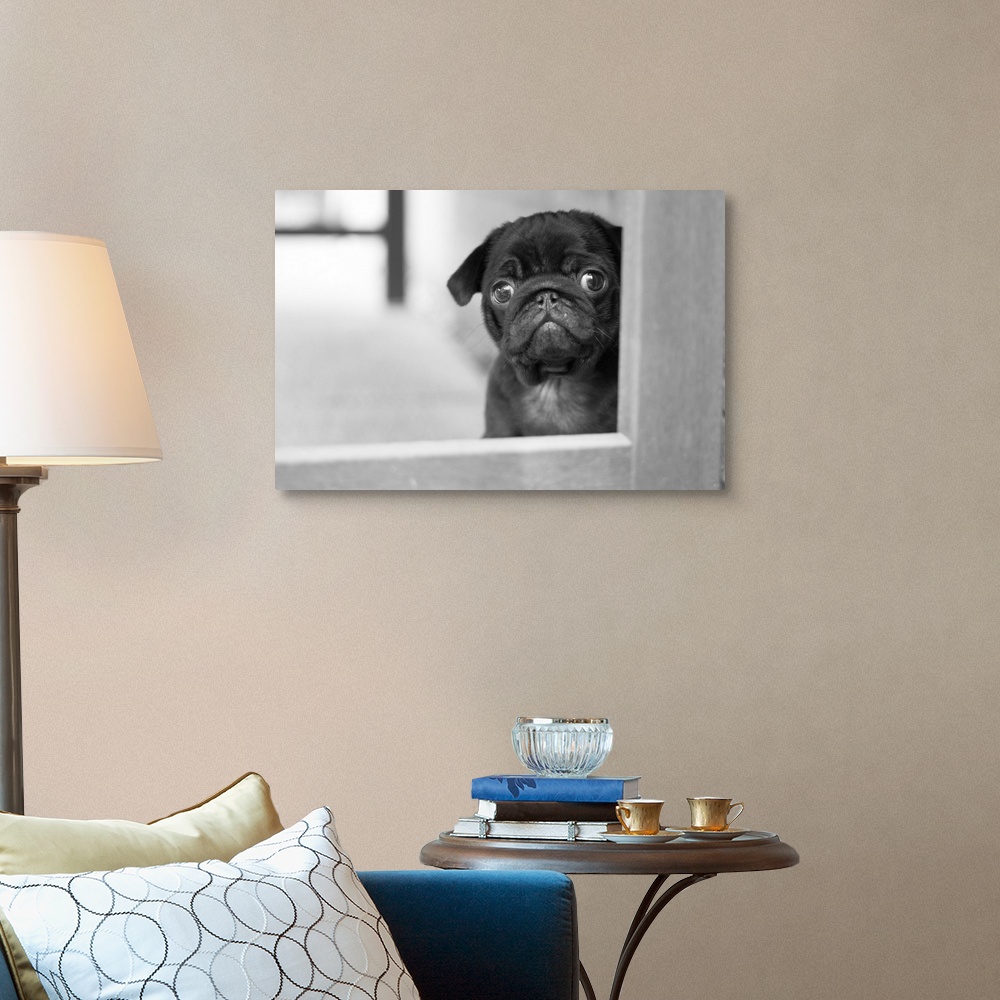 Black Pug puppy Canvas Wall Art Print, Dog Home Decor | eBay