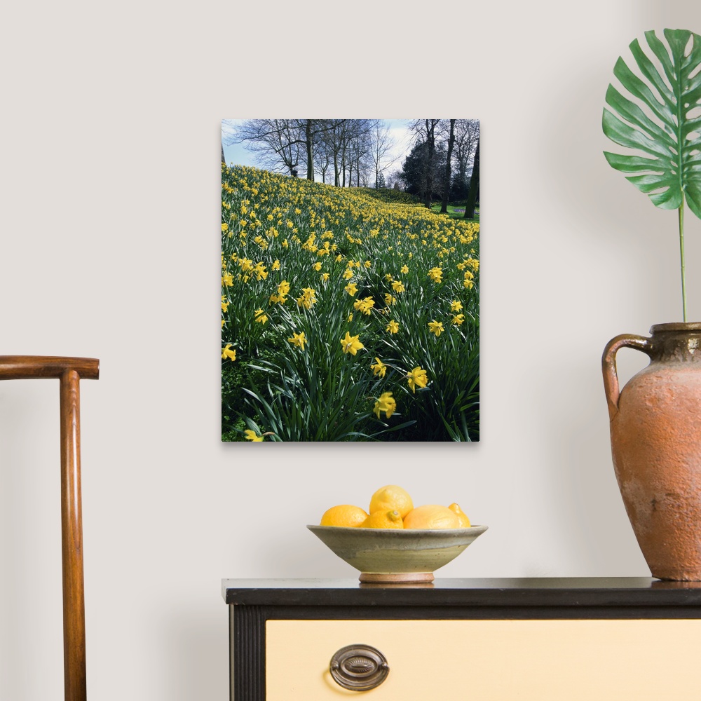 Daffodils in spring Canvas Wall Art Print, Daffodil Home Decor | eBay