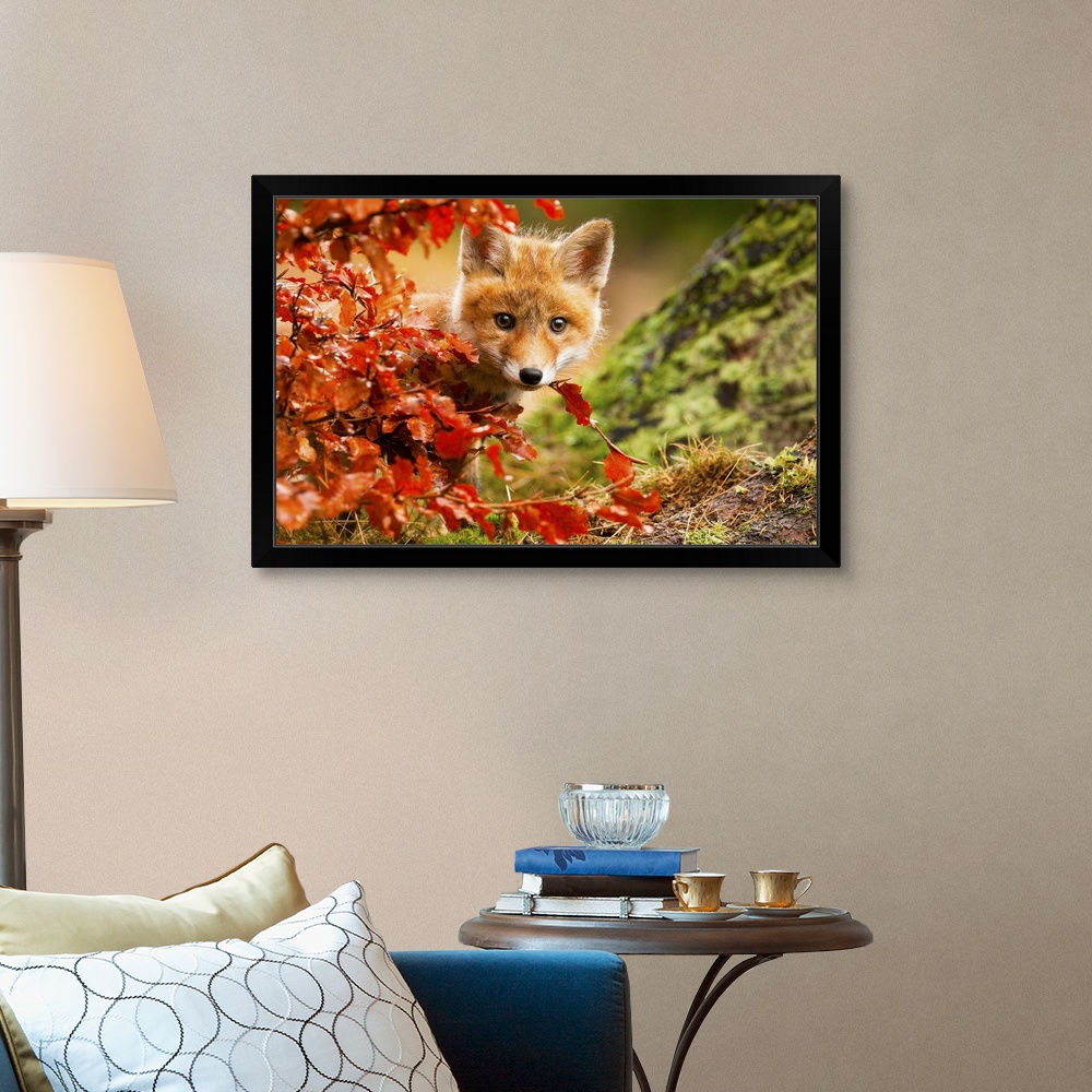 Fox Black Framed Wall Art Print, Wildlife Home Decor | eBay