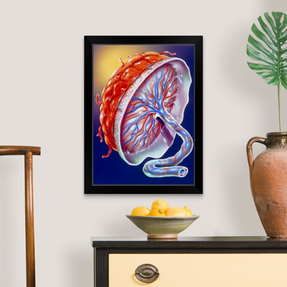 Illustration of the human placenta Black Framed Wall Art Print, Home ...