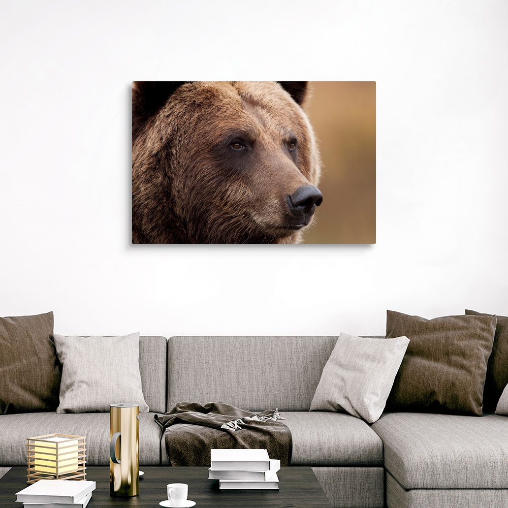 An Adult Grizzly Bear, Alaska Wildlife Canvas Wall Art Print, Bear Home ...
