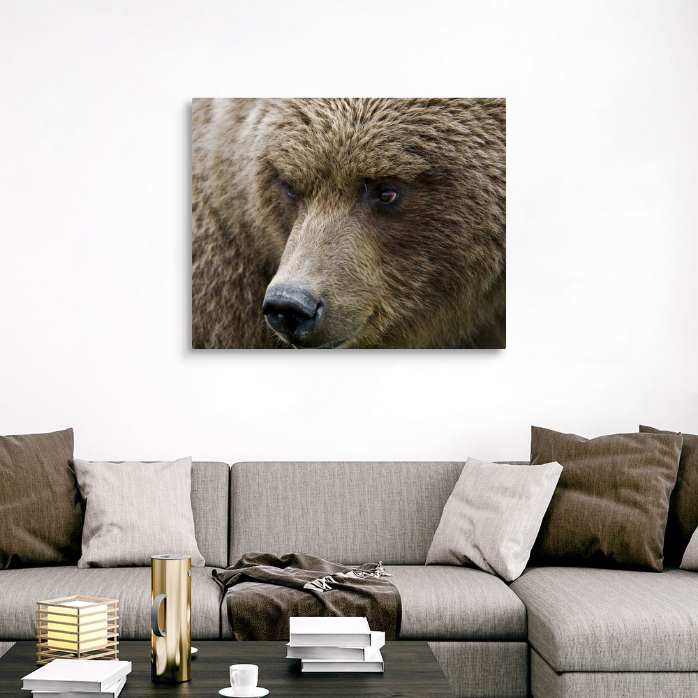 Close up portrait of a Brown bear in Canvas Wall Art Print, Bear Home ...