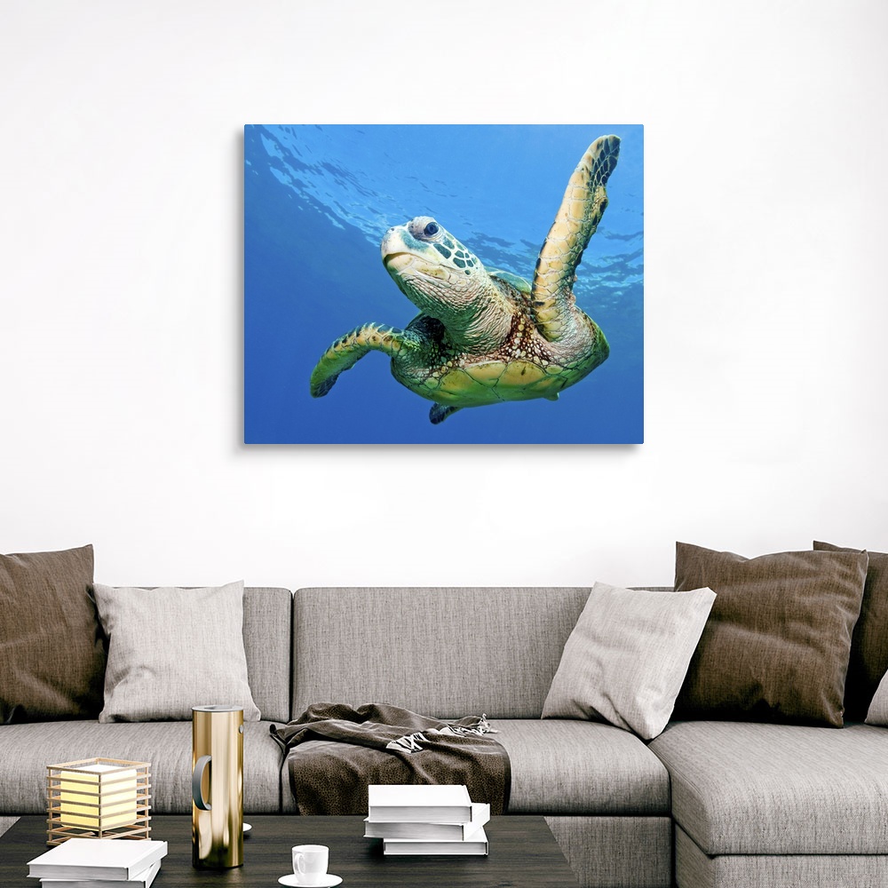 Hawaiian sea turtle, Maui, Hawaii, US. Canvas Wall Art Print, Sea ...