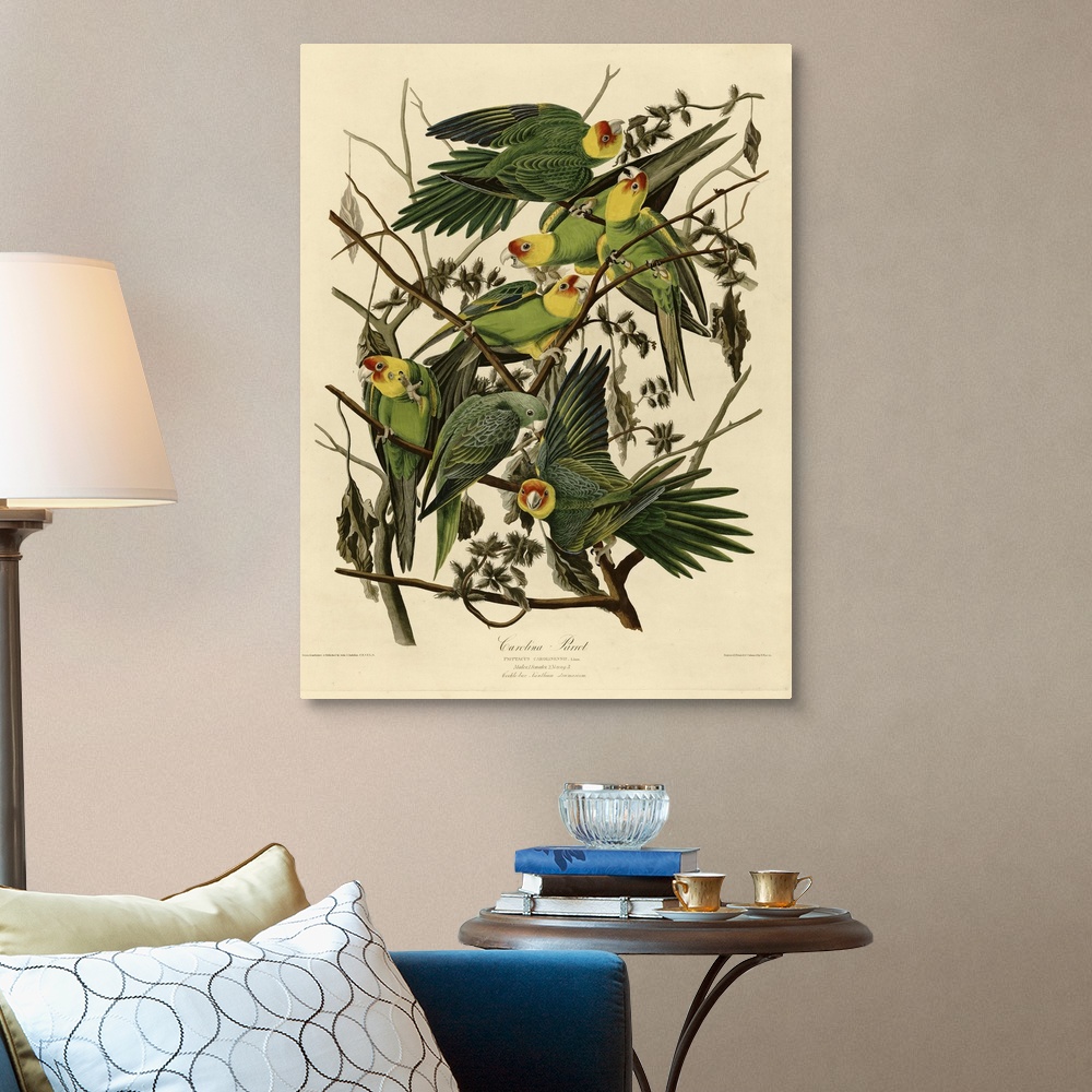 Carolina Parakeet Canvas Wall Art Print, Parrot Home Decor | eBay