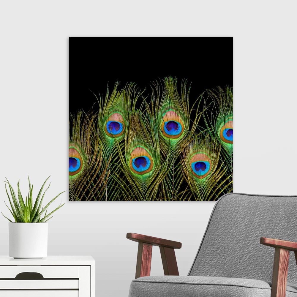 Peacock Feather Close-up | Large Solid-Faced Canvas Wall Art Print | Great Big Canvas