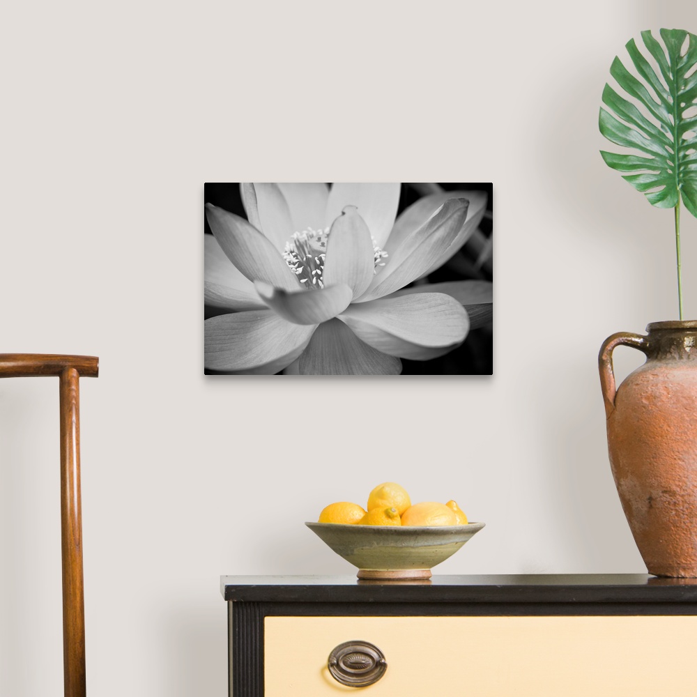 Black And White Flower II Canvas Wall Art Print, Floral Home Decor | eBay