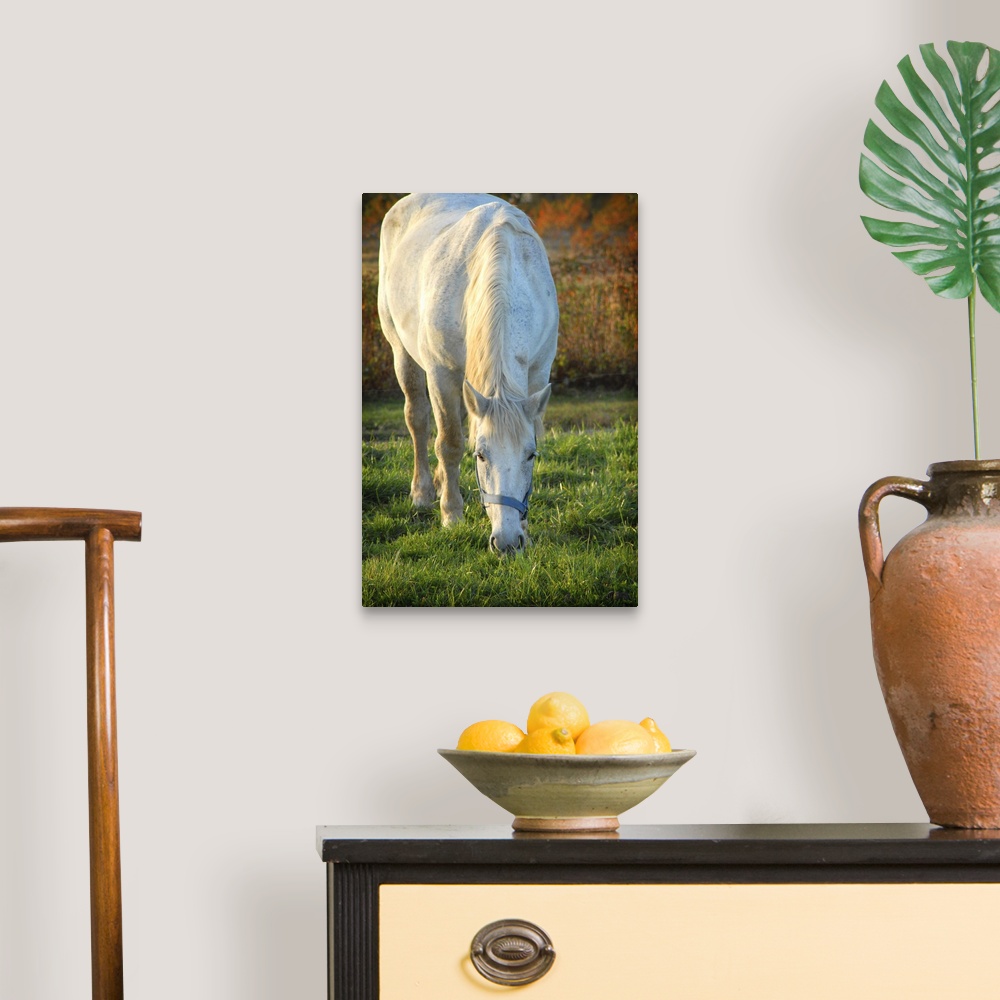 White Hores In Fall Sunshine II Canvas Wall Art Print, Horse Home Decor ...