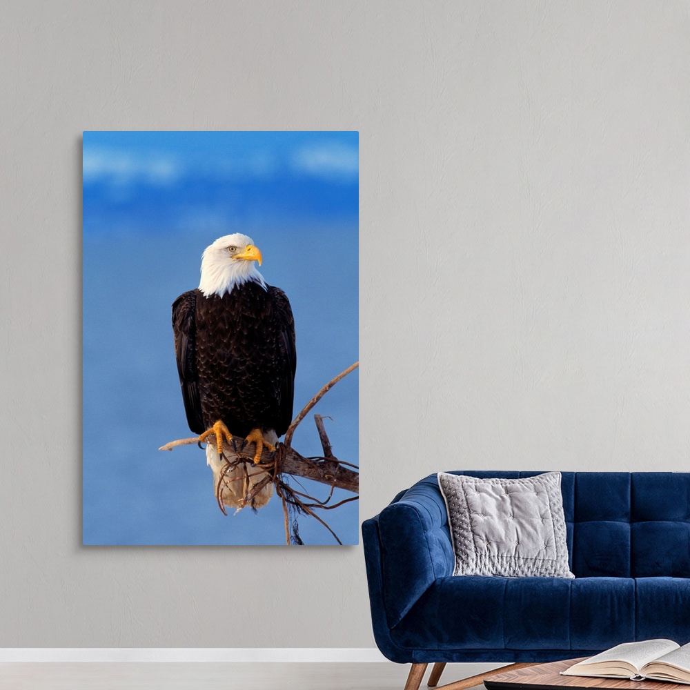 Perched Bald Eagle Canvas Wall Art Print, Eagle Home Decor