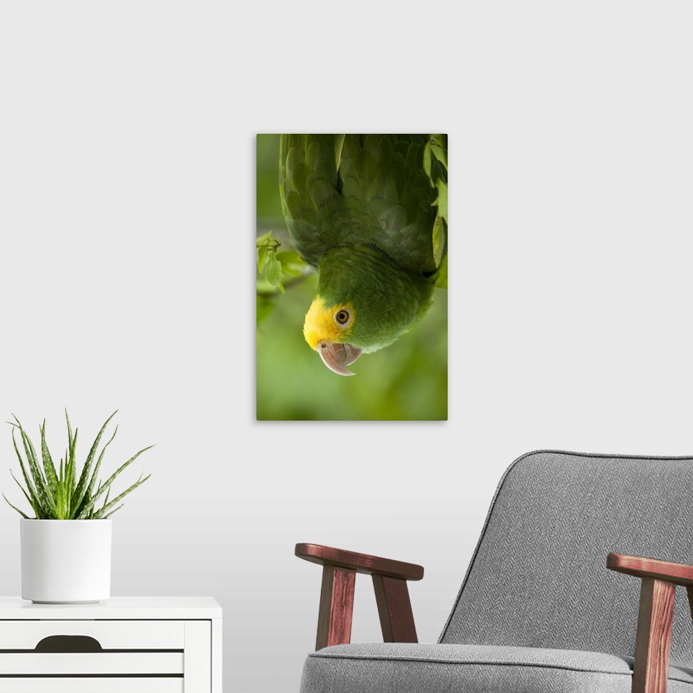 Yellow-headed Amazon Parrot, Belize, Canvas Wall Art Print, Parrot Home Decor