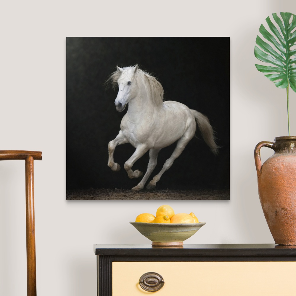 White horse galloping Canvas Wall Art Print, Home Decor eBay