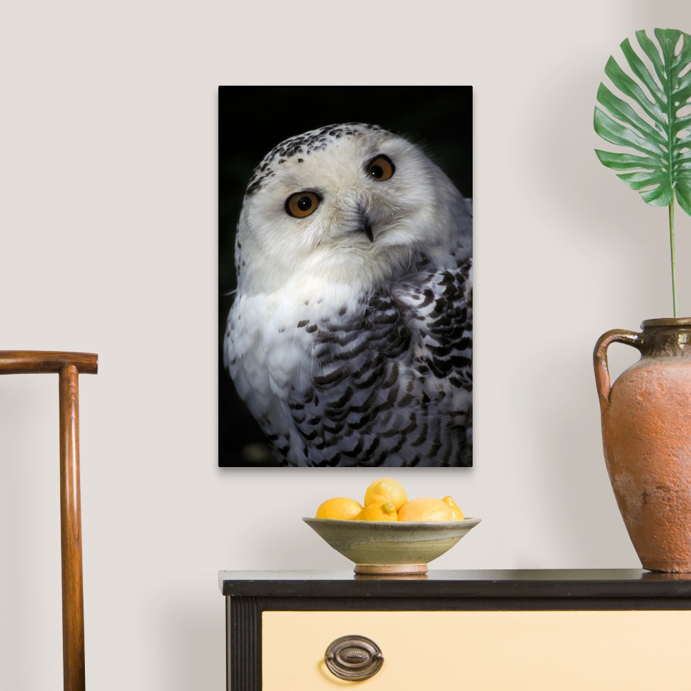 Owl Home Decor - Beautiful Owl Decor Ideas, Latest Trends in Themed