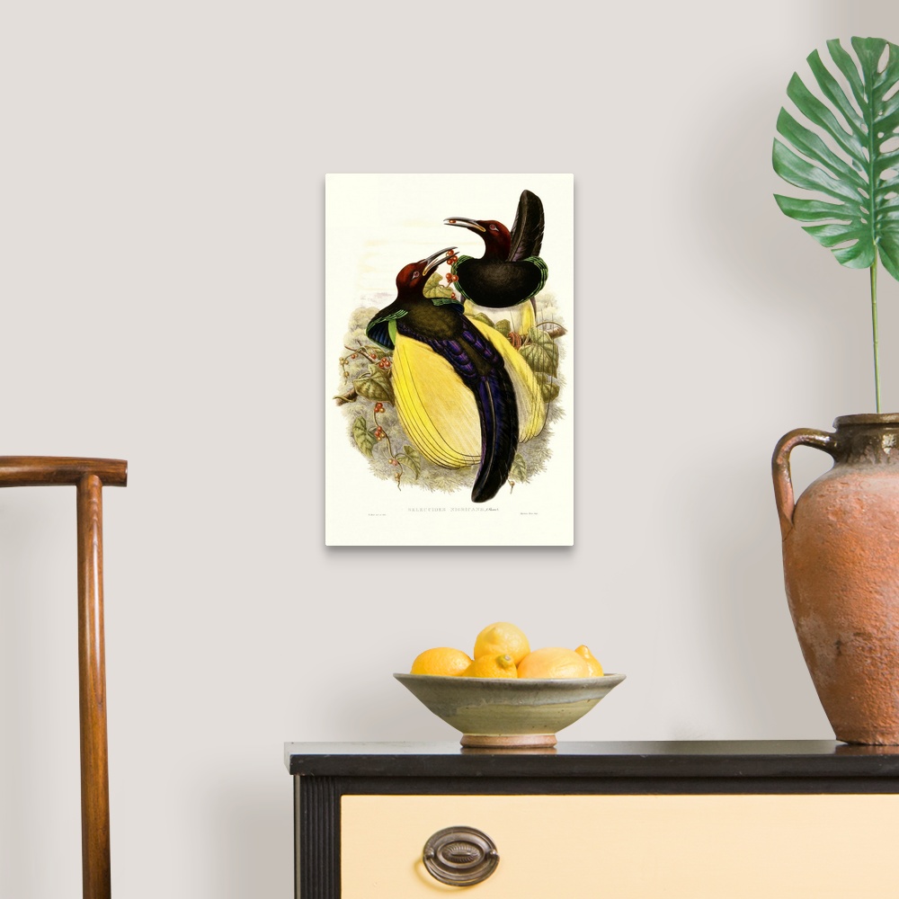 GOULD BIRD OF Paradise IV Canvas Wall Art Print, Bird Home Decor $37.99